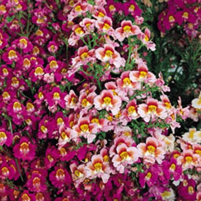 Picture of Schizanthus Dr Badgers Strain Mixed